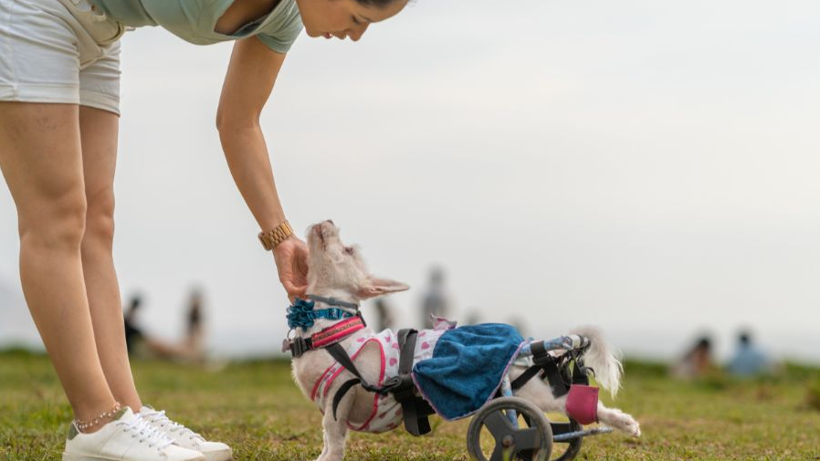 students from american eduglobal school design prosthetic support for an injured dog